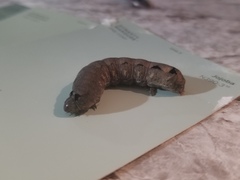 Spodoptera latifascia