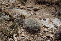 Pediocactus simpsonii