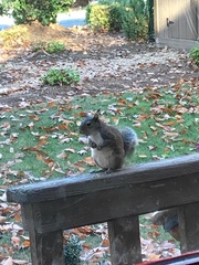 Sciurus carolinensis