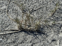 Sporobolus virginicus