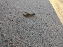 Phoetaliotes nebrascensis