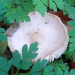 Mycena rosea