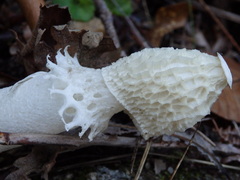 Phallus impudicus togatus