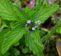 Caryopteris × clandonensis