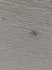 Coreoidea