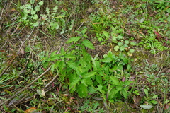 Caryopteris × clandonensis
