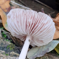 Mycena rosea