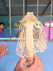 Phallus haitangensis