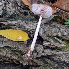 Mycena rosea