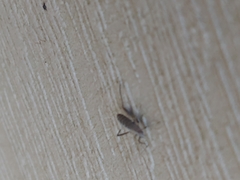 Coreoidea