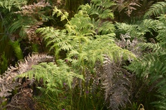 Pteridium aquilinum capense