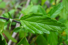 Caryopteris × clandonensis