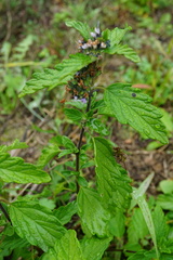 Caryopteris × clandonensis