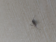 Coreoidea