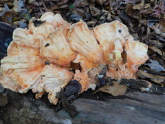 Laetiporus sulphureus