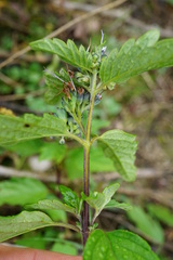Caryopteris × clandonensis