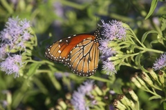 Danaus eresimus