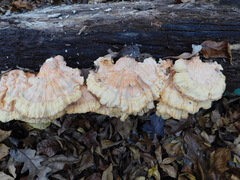 Laetiporus sulphureus