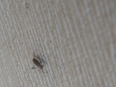 Coreoidea