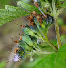 Caryopteris × clandonensis