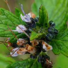 Caryopteris × clandonensis