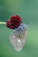 Coenonympha glycerion
