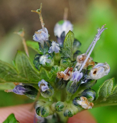 Caryopteris × clandonensis