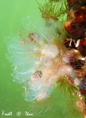 Clavelina oblonga