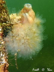 Clavelina oblonga