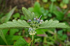 Caryopteris × clandonensis
