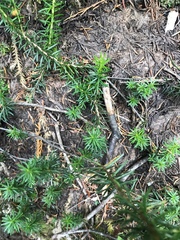 Phyllodoce empetriformis