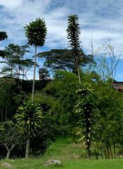 Iriartea deltoidea