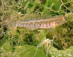 Gobius ophiocephalus