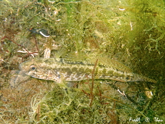 Gobius ophiocephalus