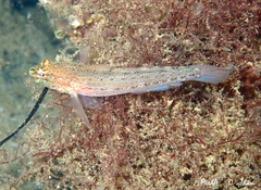 Gobius xanthocephalus