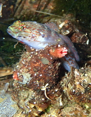 Gobius xanthocephalus