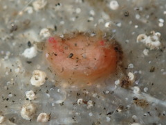 Pyura