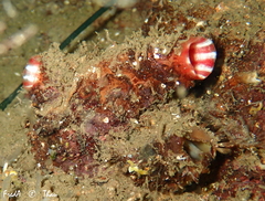 Microcosmus polymorphus