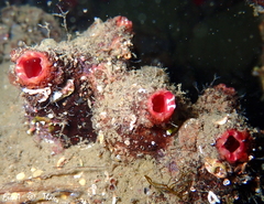 Microcosmus polymorphus