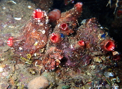 Microcosmus polymorphus