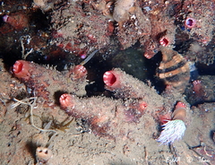 Microcosmus polymorphus