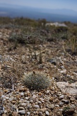 Pediocactus simpsonii