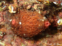 Microcosmus polymorphus