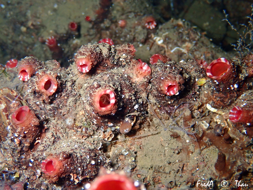 Microcosmus polymorphus