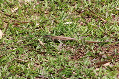 Ameiva atrigularis