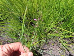 Disa cylindrica