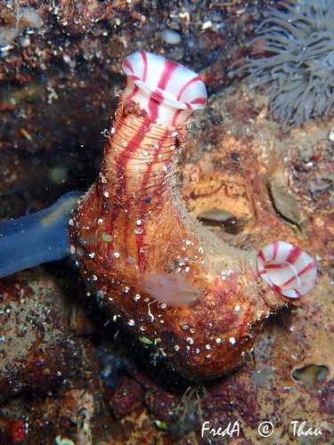 Photo of Sea fig (Microcosmus sabatieri)