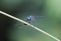 Dythemis nigra