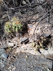 Trichocereus candicans