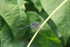 Dythemis nigra